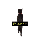 さび猫のぽぽちゃん（個別スタンプ：5）