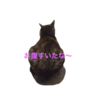 さび猫のぽぽちゃん（個別スタンプ：6）