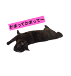 さび猫のぽぽちゃん（個別スタンプ：7）