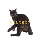 さび猫のぽぽちゃん（個別スタンプ：8）