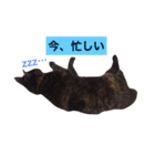 さび猫のぽぽちゃん（個別スタンプ：9）