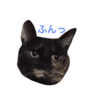 さび猫のぽぽちゃん（個別スタンプ：10）