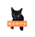 さび猫のぽぽちゃん（個別スタンプ：11）