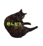 さび猫のぽぽちゃん（個別スタンプ：13）