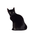 黒猫まぐろちゃん！（個別スタンプ：2）
