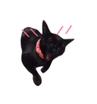 黒猫まぐろちゃん！（個別スタンプ：3）