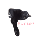 黒猫まぐろちゃん！（個別スタンプ：5）