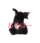 黒猫まぐろちゃん！（個別スタンプ：6）