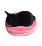 黒猫まぐろちゃん！（個別スタンプ：8）