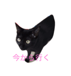 黒猫まぐろちゃん！（個別スタンプ：10）