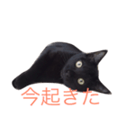 黒猫まぐろちゃん！（個別スタンプ：11）