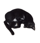 黒猫まぐろちゃん！（個別スタンプ：13）