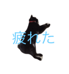 黒猫まぐろちゃん！（個別スタンプ：15）