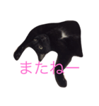 黒猫まぐろちゃん！（個別スタンプ：16）