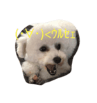 わが家のプードル（個別スタンプ：1）