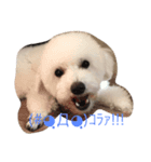 わが家のプードル（個別スタンプ：2）