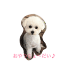 わが家のプードル（個別スタンプ：4）