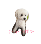 わが家のプードル（個別スタンプ：8）
