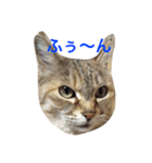 かわいいにゃす（個別スタンプ：3）
