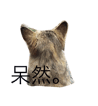 かわいいにゃす（個別スタンプ：7）