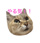 かわいいにゃす（個別スタンプ：8）