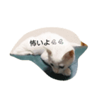 ふくすけと、なかまたち（個別スタンプ：5）