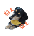 maron-sticker（個別スタンプ：2）