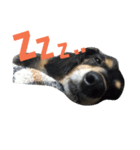 maron-sticker（個別スタンプ：3）
