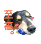 maron-sticker（個別スタンプ：4）