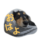 maron-sticker（個別スタンプ：6）