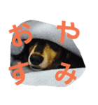 maron-sticker（個別スタンプ：7）