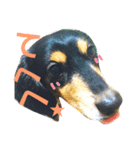 maron-sticker（個別スタンプ：8）