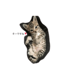 ひとこと言葉（個別スタンプ：1）