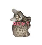 ひとこと言葉（個別スタンプ：8）