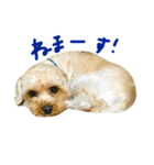 はちお。（個別スタンプ：1）