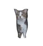 わたしんちのねこ（個別スタンプ：1）
