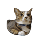 わたしんちのねこ（個別スタンプ：2）