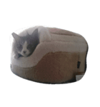 わたしんちのねこ（個別スタンプ：4）