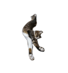 わたしんちのねこ（個別スタンプ：5）