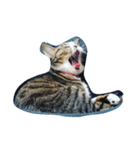 わたしんちのねこ（個別スタンプ：6）