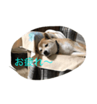 かい くん（個別スタンプ：4）