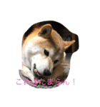 かい くん（個別スタンプ：6）