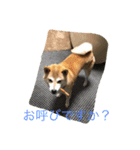 かい くん（個別スタンプ：8）
