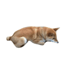 柴犬ハッチ☆（個別スタンプ：1）