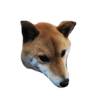柴犬ハッチ☆（個別スタンプ：2）