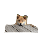 柴犬ハッチ☆（個別スタンプ：4）