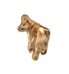柴犬ハッチ☆（個別スタンプ：5）