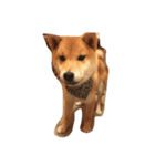 柴犬ハッチ☆（個別スタンプ：6）