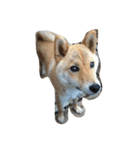 柴犬ハッチ☆（個別スタンプ：8）