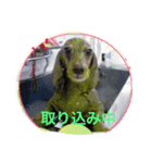 美人(犬)ダックスもなかさんの呟き（個別スタンプ：2）